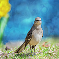 Mockingbird Photograph by Cathy Kovarik Mockingbird Photograph by Cathy Kovarik
