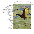 Northern Jacana by Andrew McInnes Northern Jacana by Andrew McInnes
