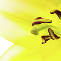 Oriental Lily Flower Photograph by Raul Rodriguez Oriental Lily Flower Photograph by Raul Rodriguez