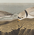 Piping Plover Painting by John James Audubon Piping Plover Painting by John James Audubon
