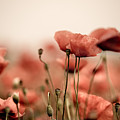 Poppy Dream Photograph by Nailia Schwarz Poppy Dream Photograph by Nailia Schwarz