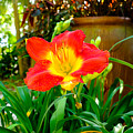 Pretty flower Photograph by Raul Rodriguez Pretty flower Photograph by Raul Rodriguez