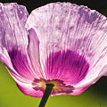 Purple Poppy Flower Photograph by Heiko Koehrer-Wagner Purple Poppy Flower Photograph by Heiko Koehrer-Wagner