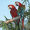 Red And Green Macaw Ara Chloroptera Photograph by Konrad Wothe Red And Green Macaw Ara Chloroptera Photograph by Konrad Wothe