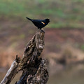 Red-Winged Blackbird Photograph by Holden The Moment Red-Winged Blackbird Photograph by Holden The Moment