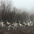 Sandhill Cranes and the Fog Photograph by Farol Tomson Sandhill Cranes and the Fog Photograph by Farol Tomson