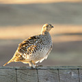 Sharp Tailed Grouse by Dennis Hammer Sharp Tailed Grouse by Dennis Hammer