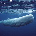 White Sperm Whale Photograph by Hiroya Minakuchi White Sperm Whale Photograph by Hiroya Minakuchi