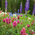 Summer Colors #2 by Gina Gardner