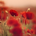 Summer Poppy Meadow by Nailia Schwarz Summer Poppy Meadow by Nailia Schwarz