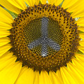 Sunflower Peace Sign Photograph by James BO Insogna Sunflower Peace Sign Photograph by James BO Insogna