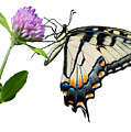 Tiger Swallowtail Butterfly Photograph by Holden The Moment Tiger Swallowtail Butterfly Photograph by Holden The Moment