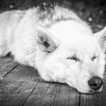Tranquility And Assurance by Elena Ivanova IvEA Tranquility And Assurance by Elena Ivanova IvEA