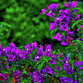 2- Visions of Violet Photograph by Joseph Keane 2- Visions of Violet Photograph by Joseph Keane