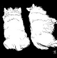 2 Westies Sleeping Digital Art by Debra Baldwin 2 Westies Sleeping Digital Art by Debra Baldwin