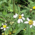 Wild Flowers Painting by George Pedro Wild Flowers Painting by George Pedro