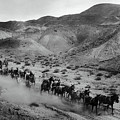 20 MULE TEAM BORAX HAULING - DEATH VALLEY c. 1899 by Daniel Hagerman 20 MULE TEAM BORAX HAULING - DEATH VALLEY c. 1899 by Daniel Hagerman