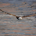 Bald Eagle Photograph by Peter Lakomy Bald Eagle Photograph by Peter Lakomy