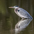Great Blue Heron 0948-010317-1cr by Tam Ryan