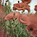 Poppy Meadow Photograph by Nailia Schwarz Poppy Meadow Photograph by Nailia Schwarz