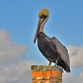 24- Pelican Photograph by Joseph Keane 24- Pelican Photograph by Joseph Keane
