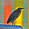 27- Green Heron Photograph by Joseph Keane 27- Green Heron Photograph by Joseph Keane