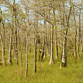 Florida Everglades Photograph by Raul Rodriguez Florida Everglades Photograph by Raul Rodriguez