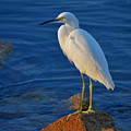 28- Snowy Egret Photograph by Joseph Keane 28- Snowy Egret Photograph by Joseph Keane