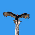 29- Turkey Vulture Photograph by Joseph Keane 29- Turkey Vulture Photograph by Joseph Keane