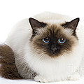 Birman Cat Photograph by Jean-Michel Labat Birman Cat Photograph by Jean-Michel Labat