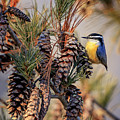 Black-capped Chickadee Photograph by Peter Lakomy Black-capped Chickadee Photograph by Peter Lakomy
