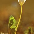 Bloodroot Photograph by Robert Charity Bloodroot Photograph by Robert Charity