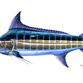 Blue Marlin 3 by Carey Chen Blue Marlin 3 by Carey Chen