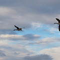 Canada Geese Photograph by Holden The Moment Canada Geese Photograph by Holden The Moment