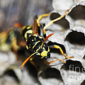 Common Wasp Vespula Vulgaris by Gerard Lacz Common Wasp Vespula Vulgaris by Gerard Lacz