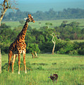 Giraffe Photograph by Sebastian Musial Giraffe Photograph by Sebastian Musial