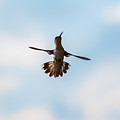 Hummingbird Photograph by Holden The Moment Hummingbird Photograph by Holden The Moment