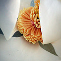 Magnolia Blossom Photograph by Farol Tomson Magnolia Blossom Photograph by Farol Tomson