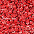 Red Blood Cells, Sem Photograph by Scimat Red Blood Cells, Sem Photograph by Scimat