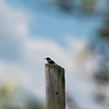 Red-Headed Woodpecker Photograph by Holden The Moment Red-Headed Woodpecker Photograph by Holden The Moment