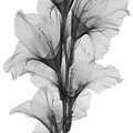 X-ray Of A Gladiola Flower Photograph by Ted Kinsman X-ray Of A Gladiola Flower Photograph by Ted Kinsman