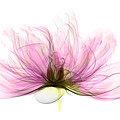 X-ray Of Peony Flower Photograph by Ted Kinsman X-ray Of Peony Flower Photograph by Ted Kinsman