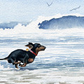 Dachshund at the Beach Painting by David Rogers Dachshund at the Beach Painting by David Rogers