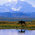 Denali National Park Photograph by John Hyde - Printscapes Denali National Park Photograph by John Hyde - Printscapes