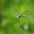 Emperor Dragonfly Photograph by Rick Deacon Emperor Dragonfly Photograph by Rick Deacon