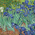 Irises Painting by Vincent van Gogh Irises Painting by Vincent van Gogh