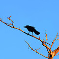 47- Crow For Me Photograph by Joseph Keane 47- Crow For Me Photograph by Joseph Keane