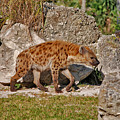 47- Spotted Hyena Photograph by Joseph Keane 47- Spotted Hyena Photograph by Joseph Keane