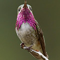 Calliope Hummingbird by Doug Herr Calliope Hummingbird by Doug Herr