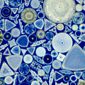 Diatoms Photograph by M. I. Walker Diatoms Photograph by M. I. Walker